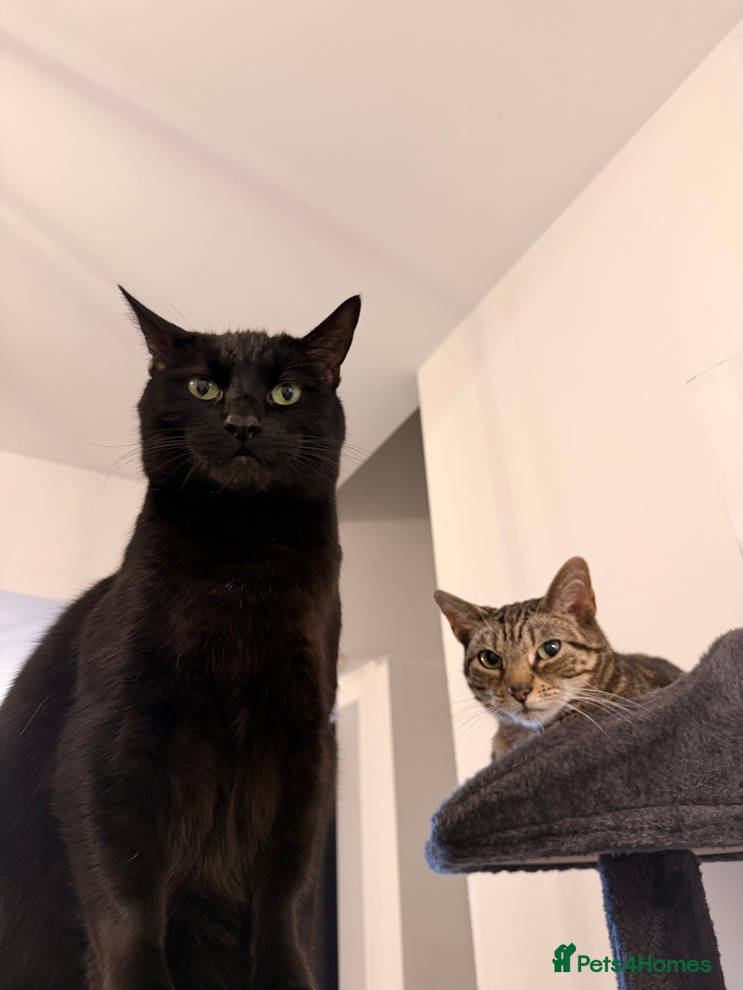 Mixed Breed cats for sale: Must go together! - Advert 5