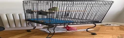 Parrots birds for sale: Beautiful Young Alexandrian Parrot – With Cage - Advert 5