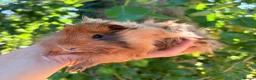 Guinea Pig rodents for sale: LOTS !!! very loving baby boy guinea pigs 🩵 - Advert 18