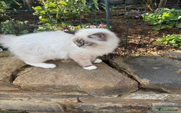 Ragdoll cats for sale: Active chocolate Tabby Girl  - Image 1