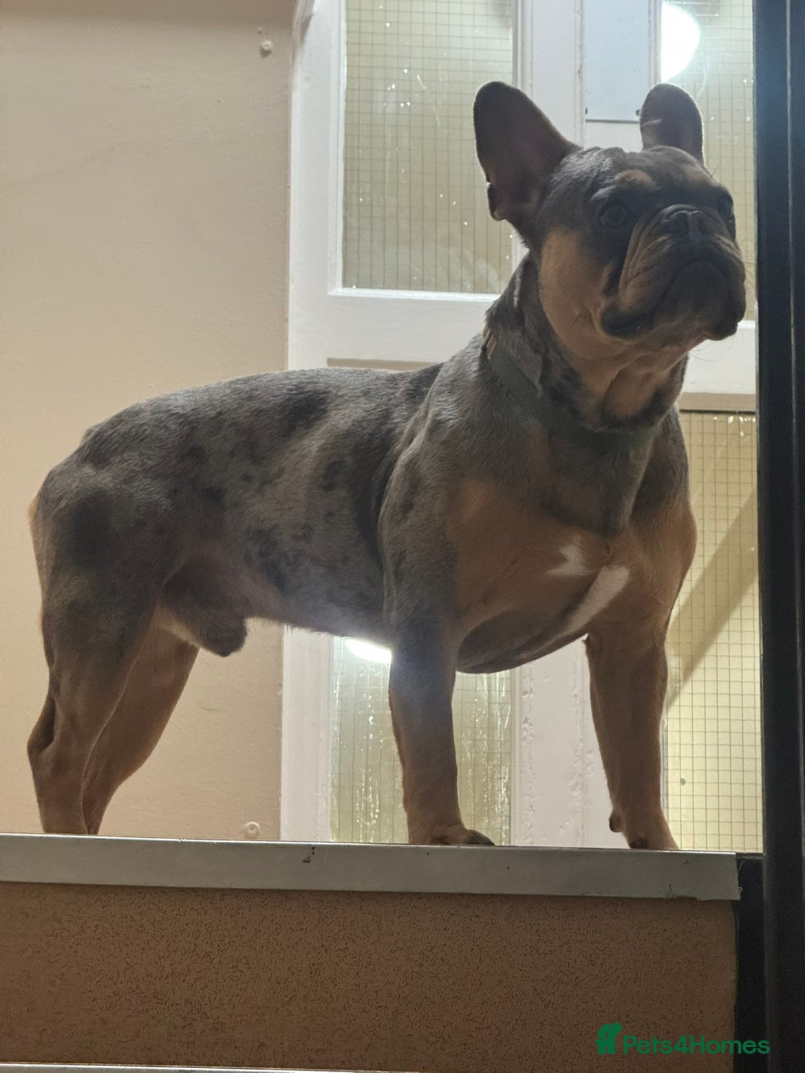 French Bulldog dogs for stud: Handsome 3yr old Frenchie Stud (full papers) - Advert 7
