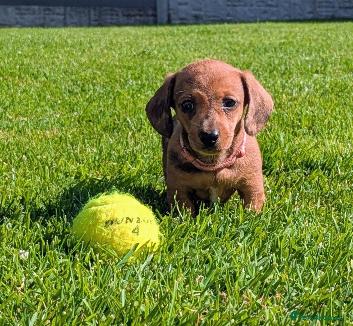 Miniature Dachshund dogs Miniature Dachshund pups  - Advert 2