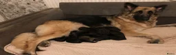 German Shepherd dogs for sale: Female German shepherd pups - Advert 1