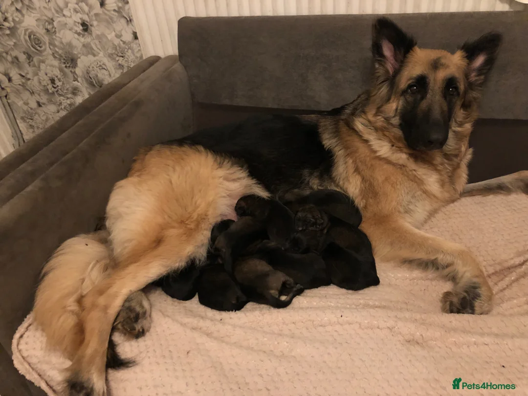 German Shepherd dogs for sale: Female German shepherd pups - Advert 1