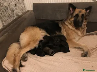 German Shepherd dogs Female German shepherd pups - Advert 1