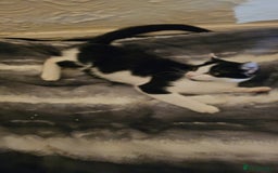 Mixed Breed cats for sale: Half spyhnx half calico  - Image 9