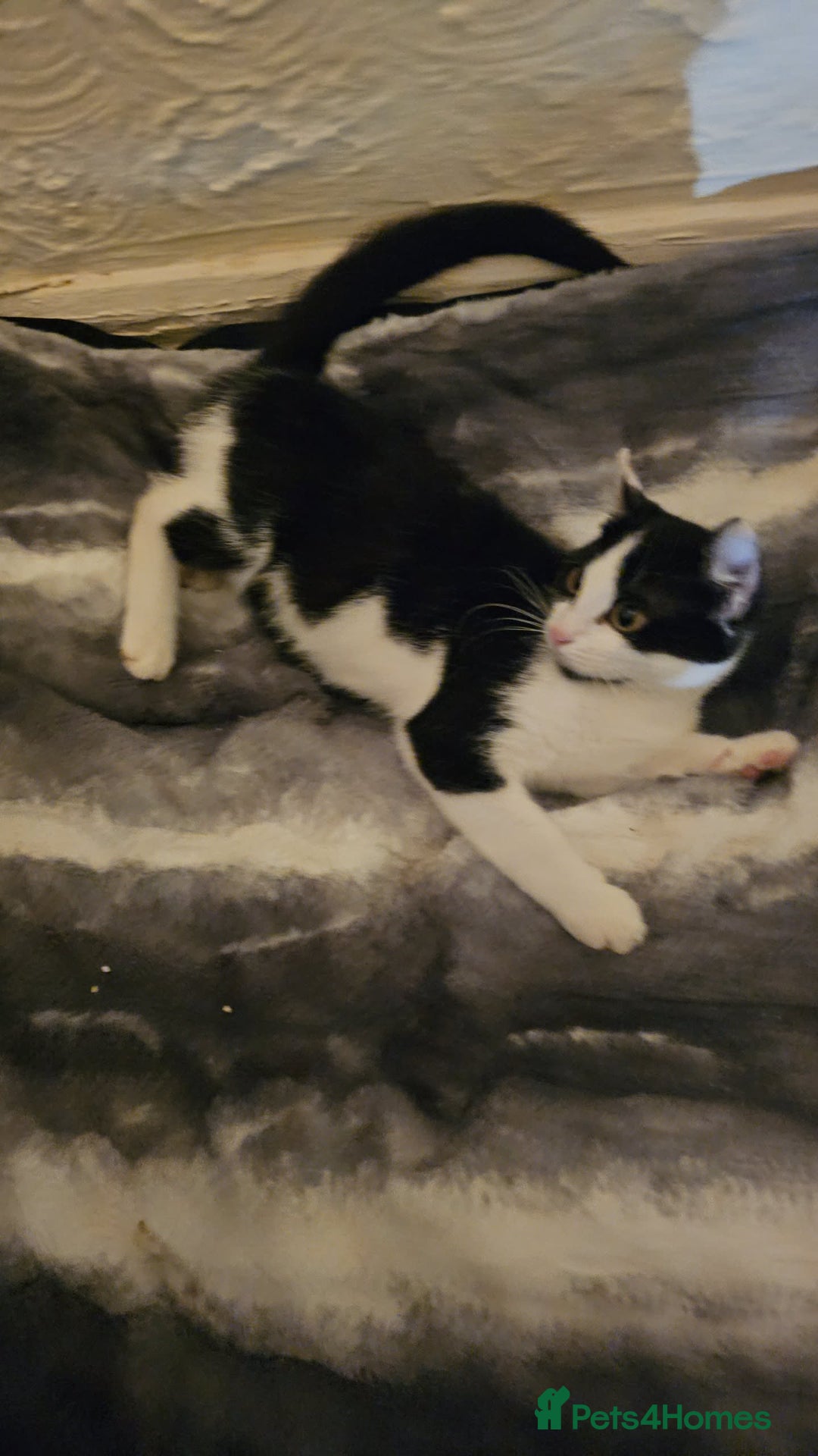 Mixed Breed cats for sale: Half spyhnx half calico  - Image 9