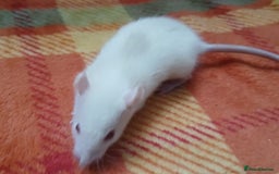 Rat rodents for sale: Female rats all living independently ready to go - Image 8