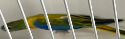 Parakeets birds for sale: Proven pair of Turquoise Grass Parakeet - Advert 10