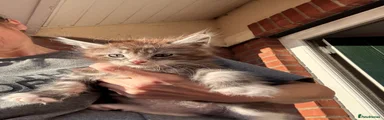 Maine Coon Kitten 3