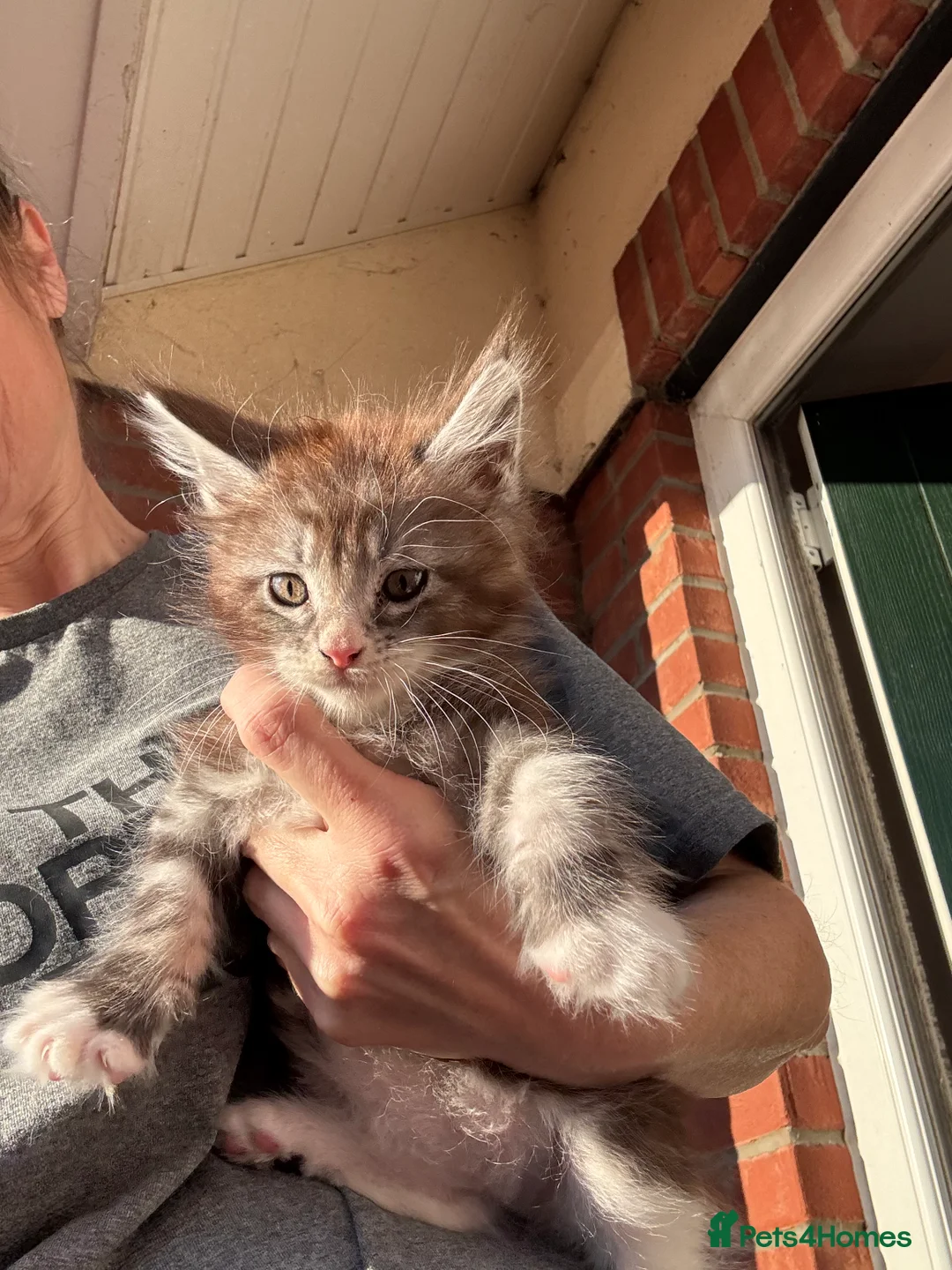 Maine Coon cats for sale: Stunning maine coon boys ready now  - Advert 2