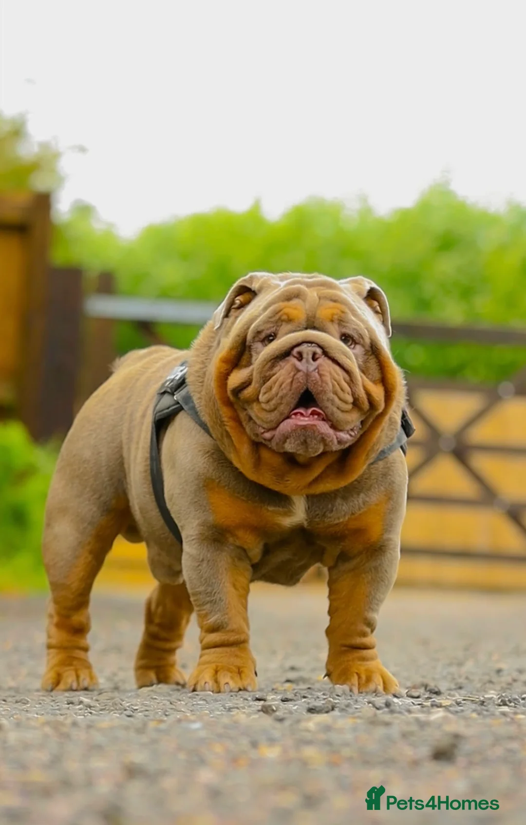 English Bulldog dogs for stud: !!REDUCED!! RYDER SON OF BENCHPRESS - STUD in Basildon - Advert 7