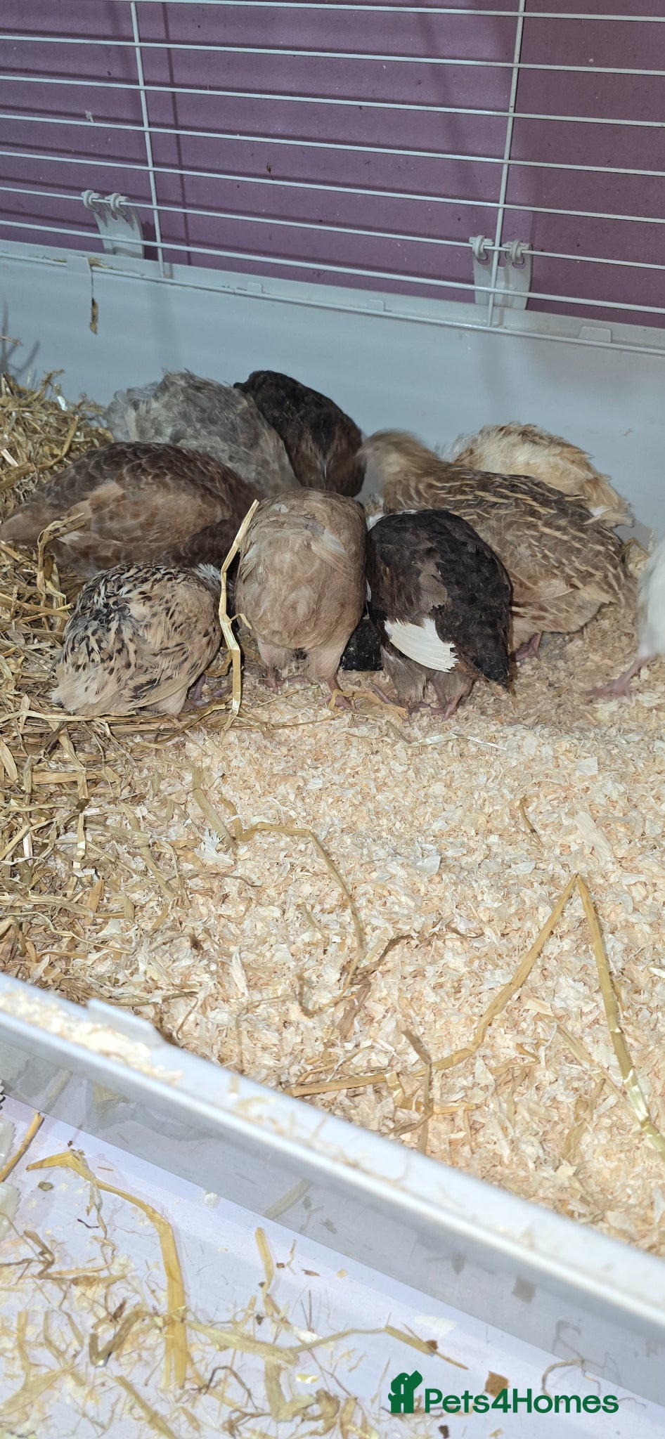 Quail poultry Mixed Colour Coturnix Quail Hatching Eggs - Advert 2