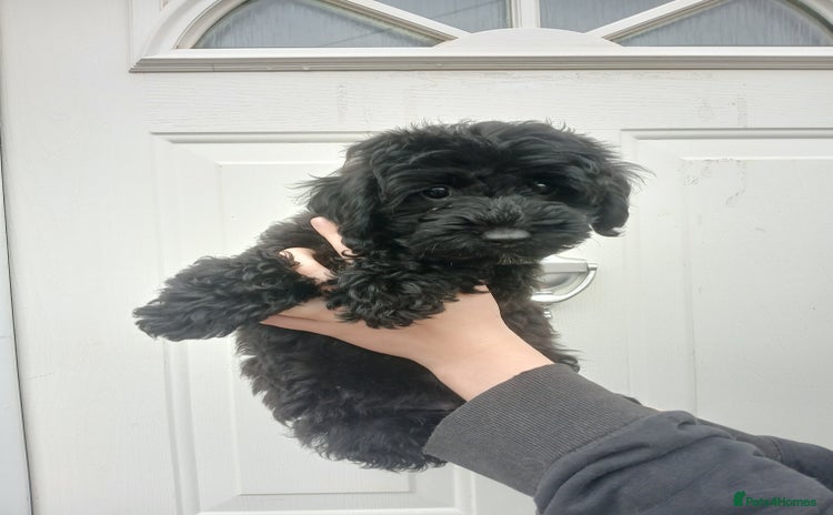 Cockapoo dogs READY NOW Toy f1b cockapoo  - Advert 3