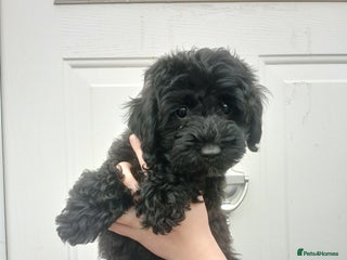 Cockapoo dogs READY NOW Toy f1b cockapoo - Advert 5