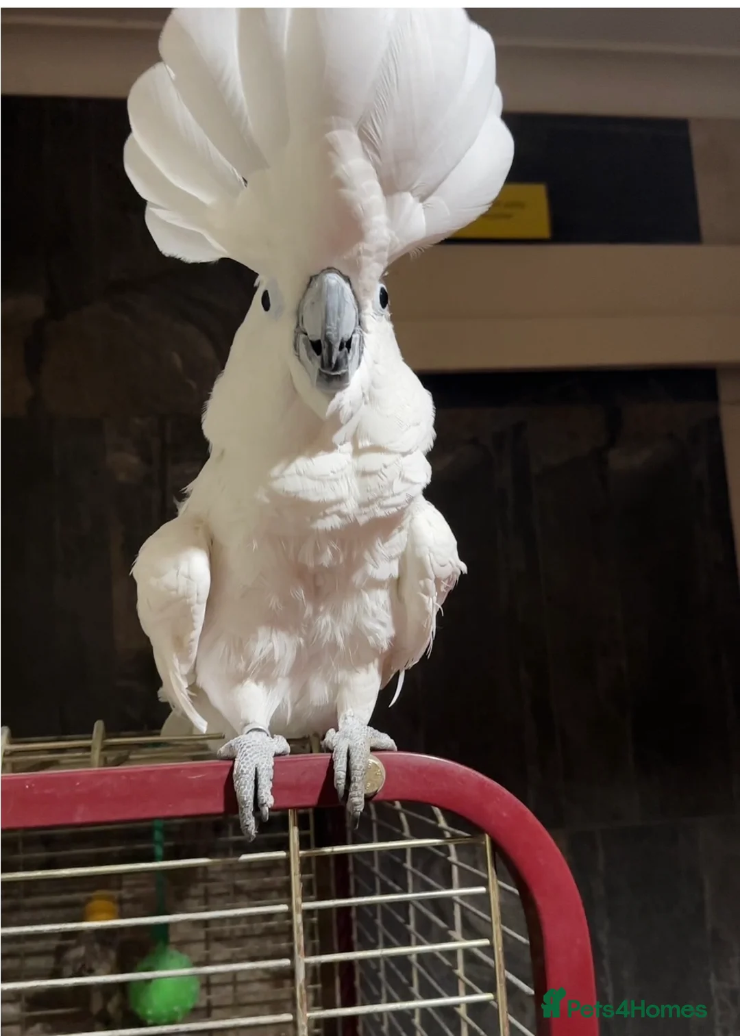 Cockatoo birds for sale:  Umbrella Cockatoo  - Advert 1