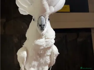 Cockatoo birds Umbrella Cockatoo - Advert 1