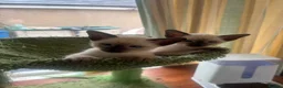 Siamese cats for sale: Siamese kittens  - Advert 4