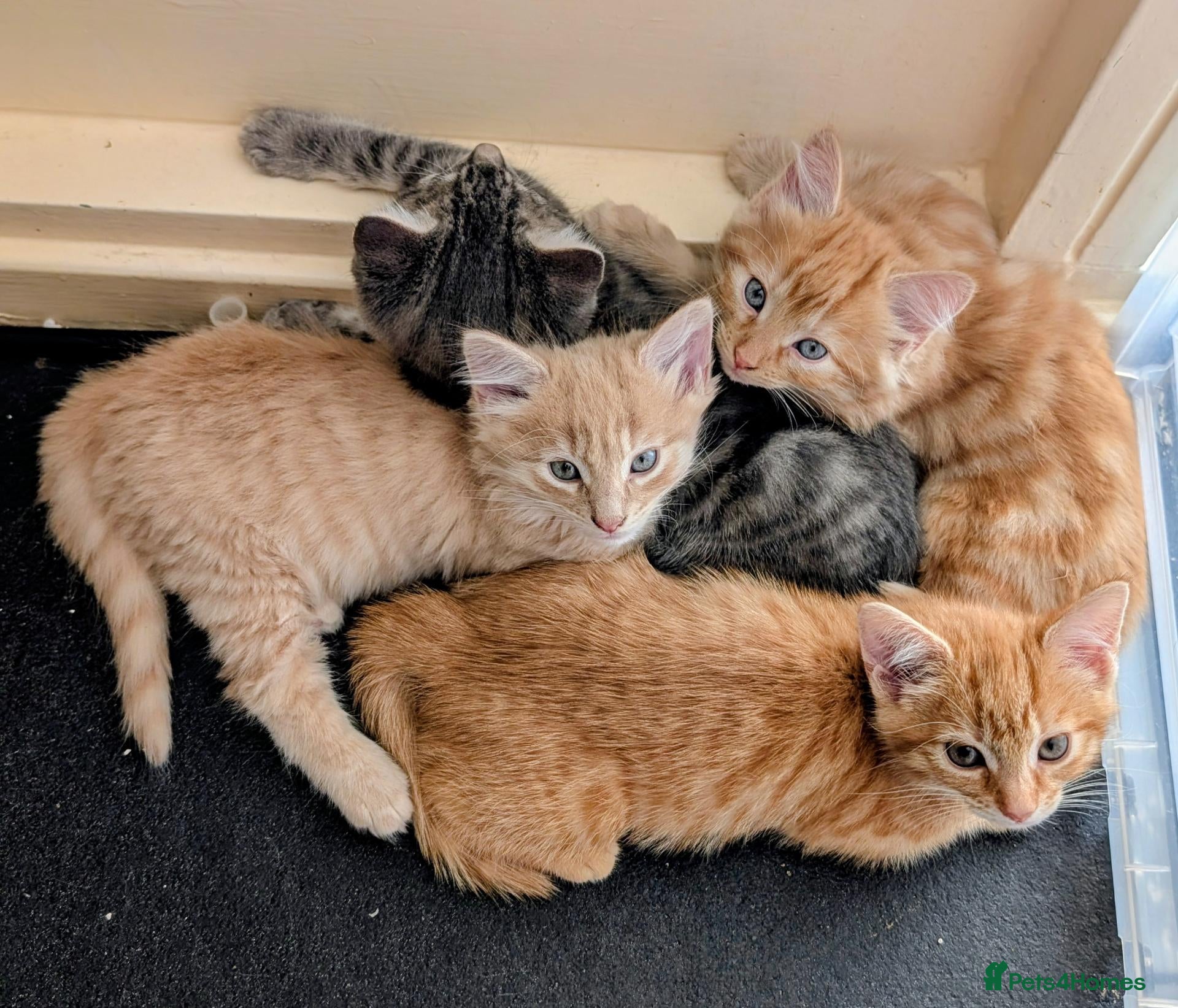 Mixed Breed cats Stunning Fluffy Tabby Kittens! - Advert 2