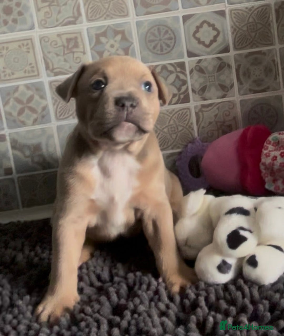 Mixed Breed dogs for sale: Staffie/Frenchie pups - Image 16