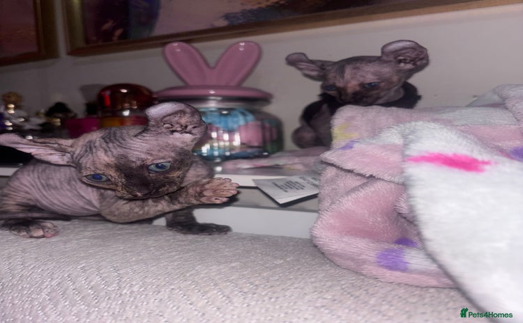 Sphynx cats - Advert 1