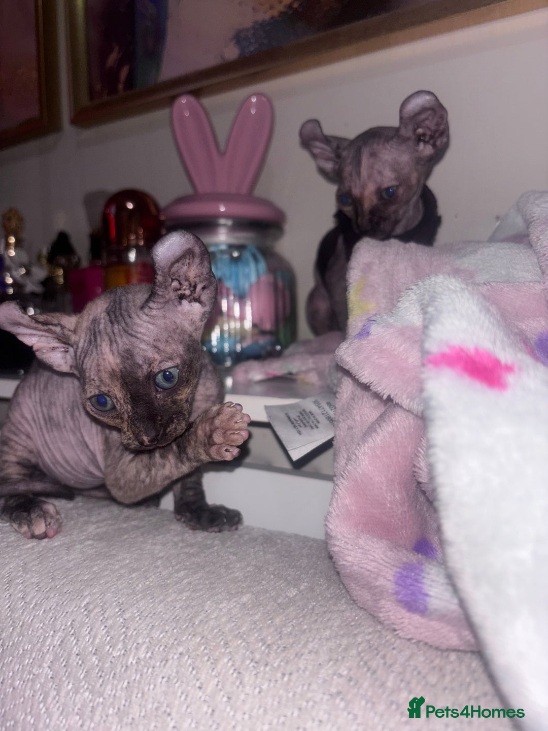Sphynx cats for sale: Half Elf sphynx  - Image 1