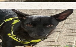 Mixed Breed dogs for adoption: Pango is looking for his forever home  - Image 3