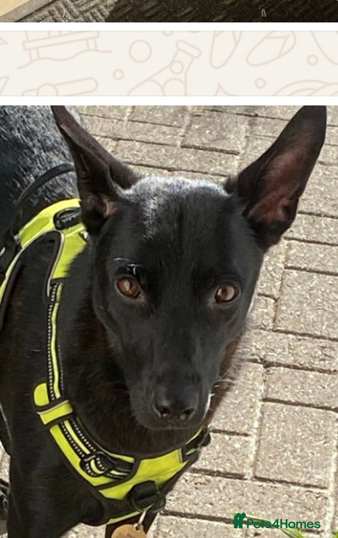 Mixed Breed dogs for adoption: Pango is looking for his forever home  - Image 3