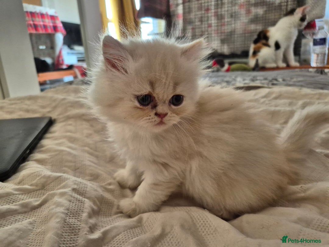 Persian cats for sale: Adorable Female Chinchilla Persian - ready now - Image 8
