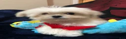 Mixed Breed dogs for sale: shihtzu / bichon x maltese  - Advert 38