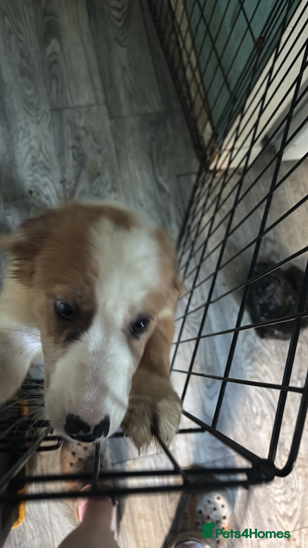 Mixed Breed dogs for sale: Lurcher pup  - Image 5