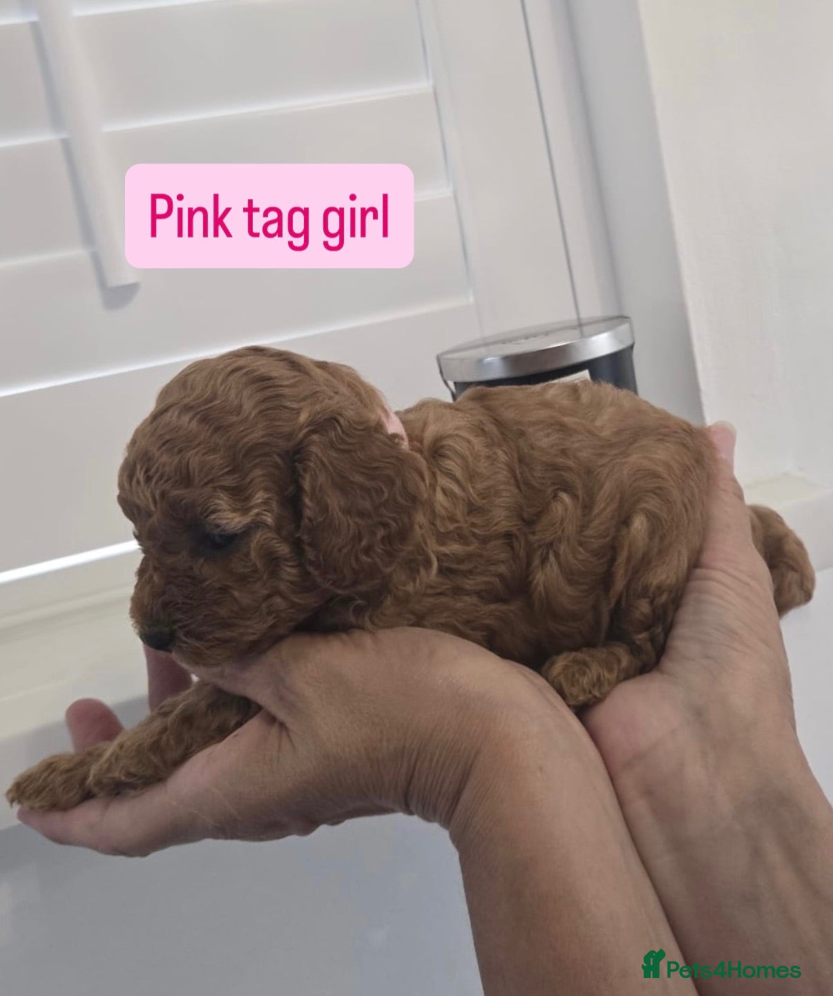 Cavapoo dogs Beautiful F1B cavapoo puppies - Advert 2