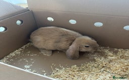 Mini Lop rabbits for sale: Mini Lop Ear - Image 3