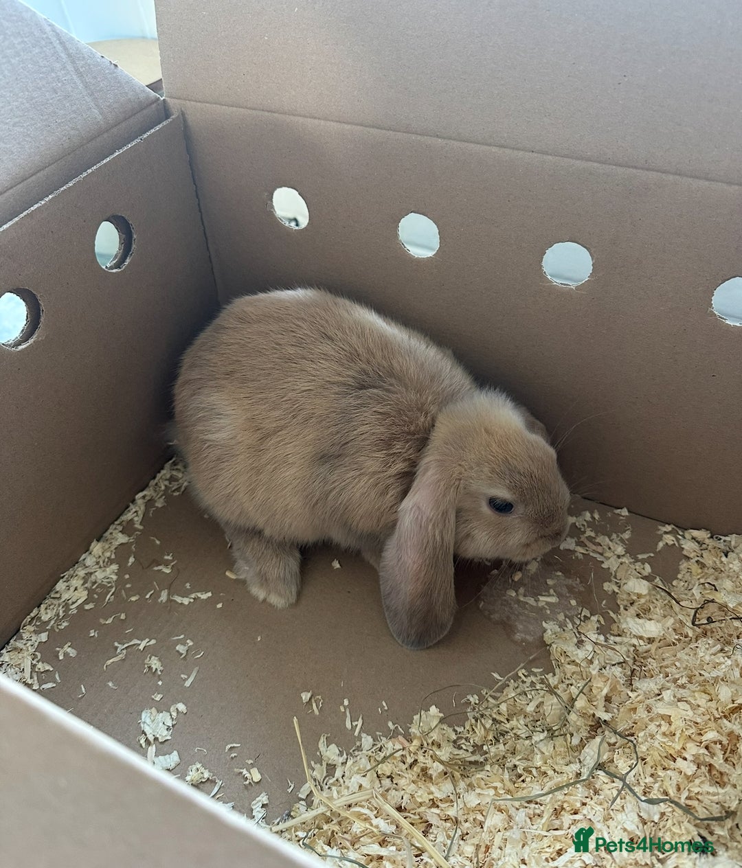 Mini Lop rabbits for sale: Mini Lop Ear - Image 3
