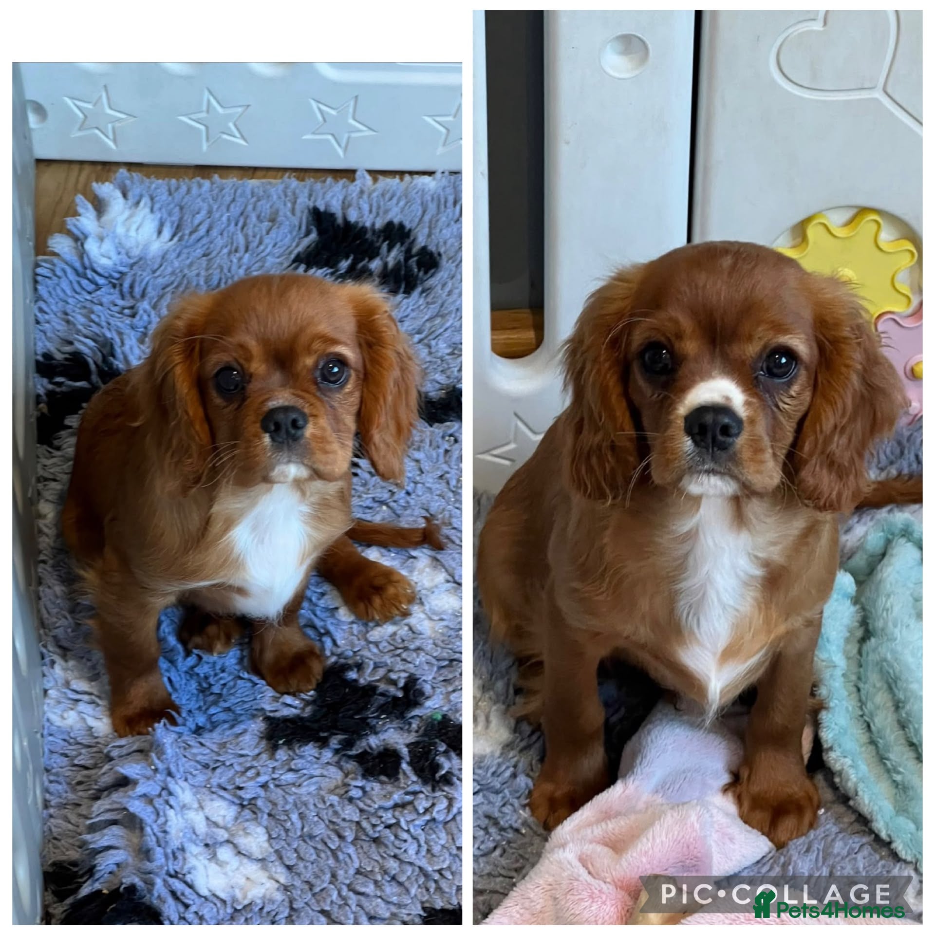 Cavalier King Charles Spaniel dogs Fully vaccinated KC HEALTH TESTED CAVALIER PUPPIES - Advert 1