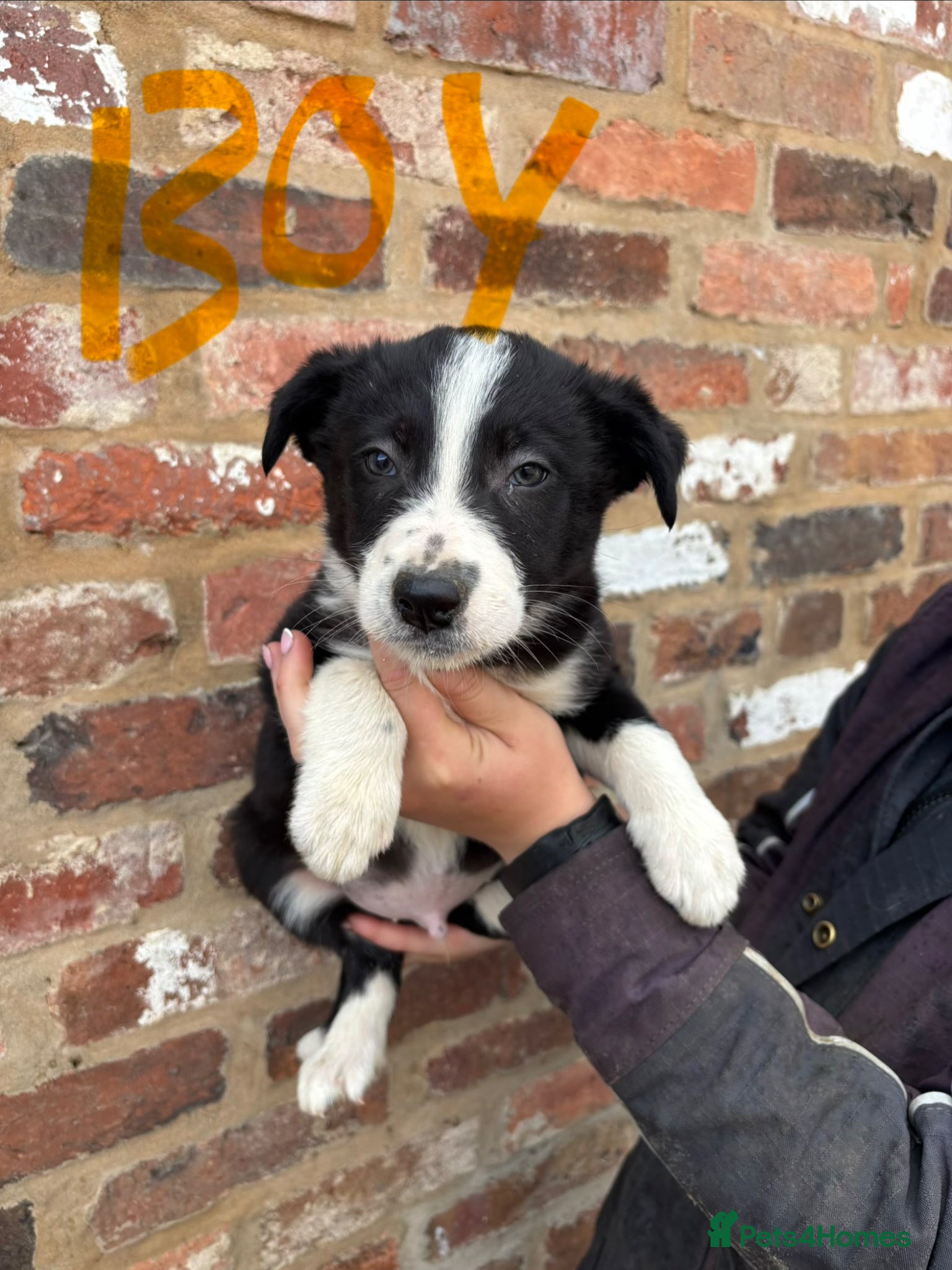 Border Collie dogs for sale: 4 male border collie puppies for sale - Advert 4