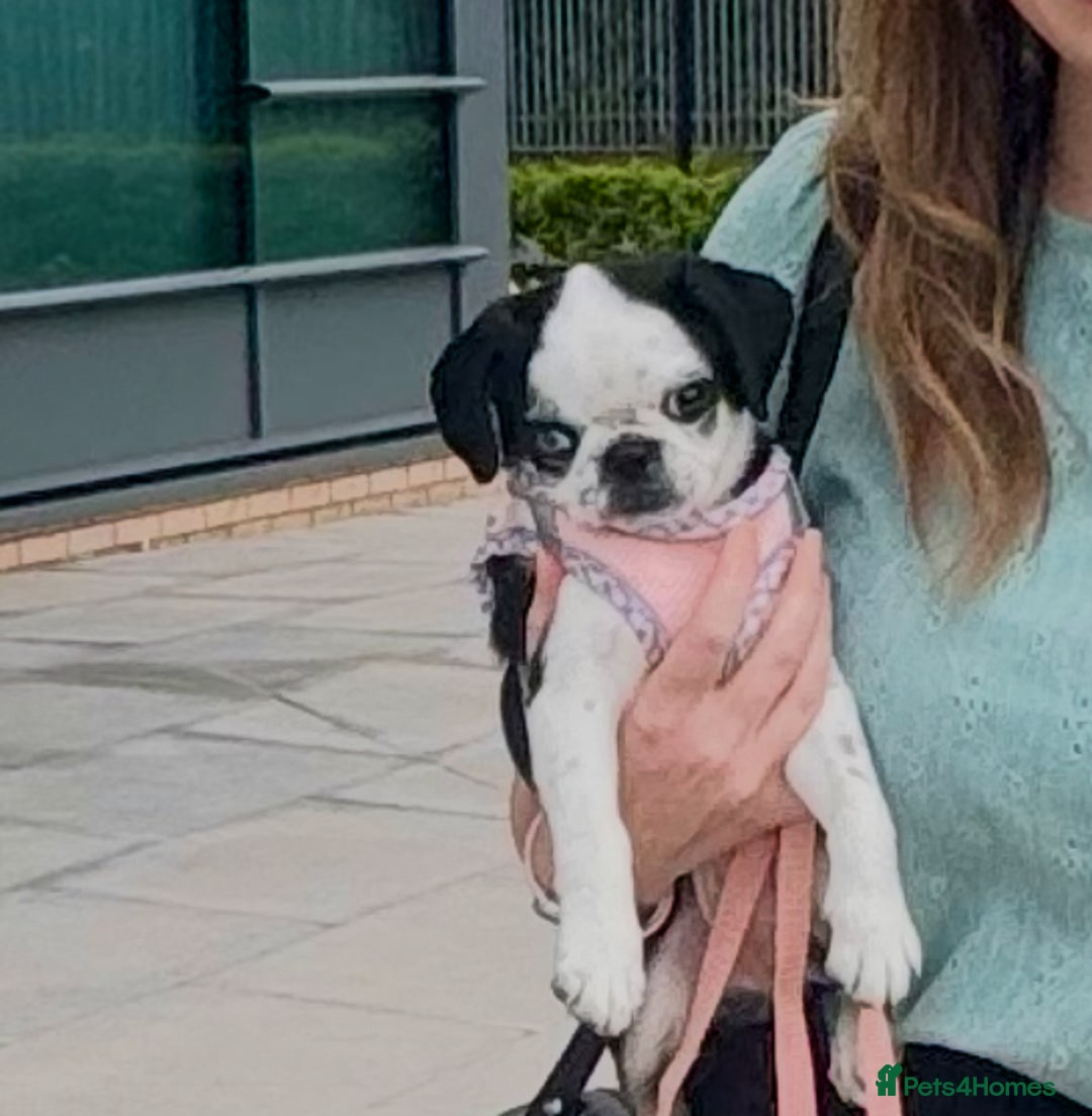 Pug dogs for sale: Stunning Puppy Unique Blue Eye Very Loving - Image 6