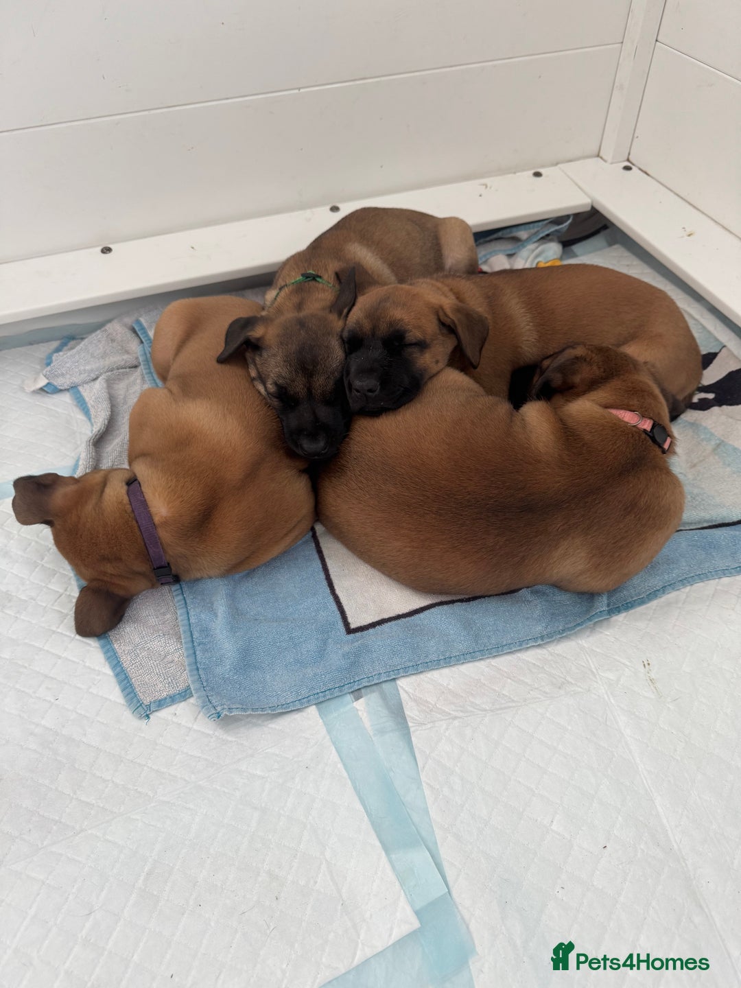 Mixed Breed dogs for sale: Herders in Godstone - Image 9