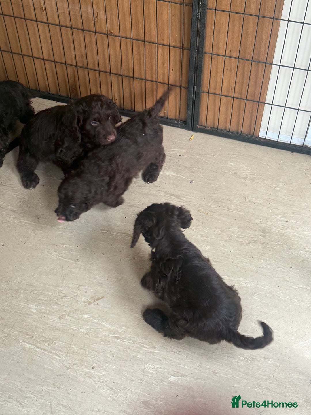Cockapoo dogs for sale: Cockapoo chocolate f1 - Image 6