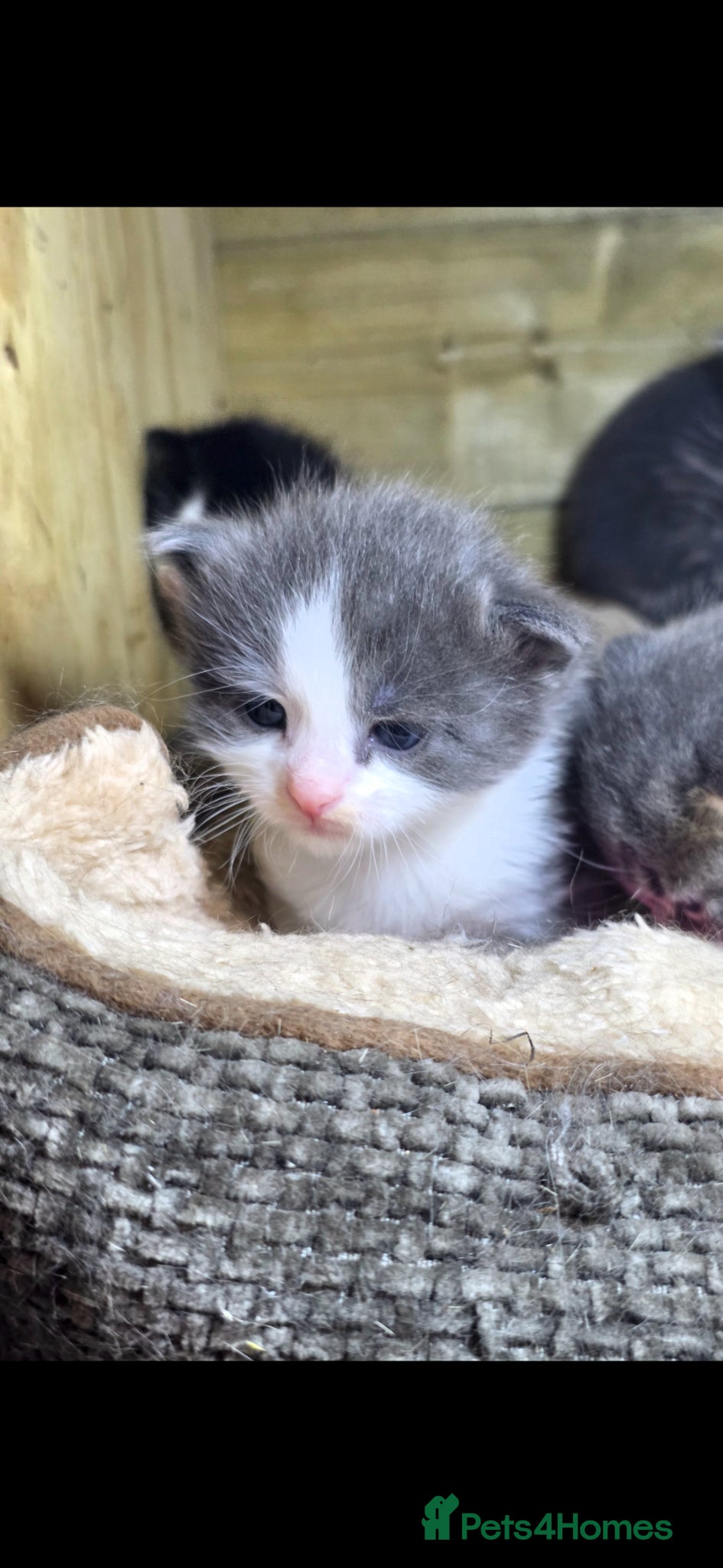 Mixed Breed cats for sale: Tabby farm kittens  - Advert 5