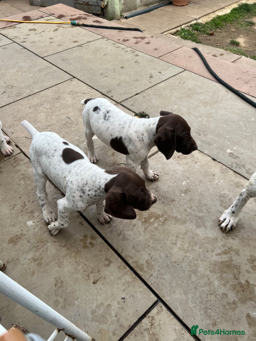 German Shorthaired Pointer dogs for sale: German shorthaired pointer - Image 14