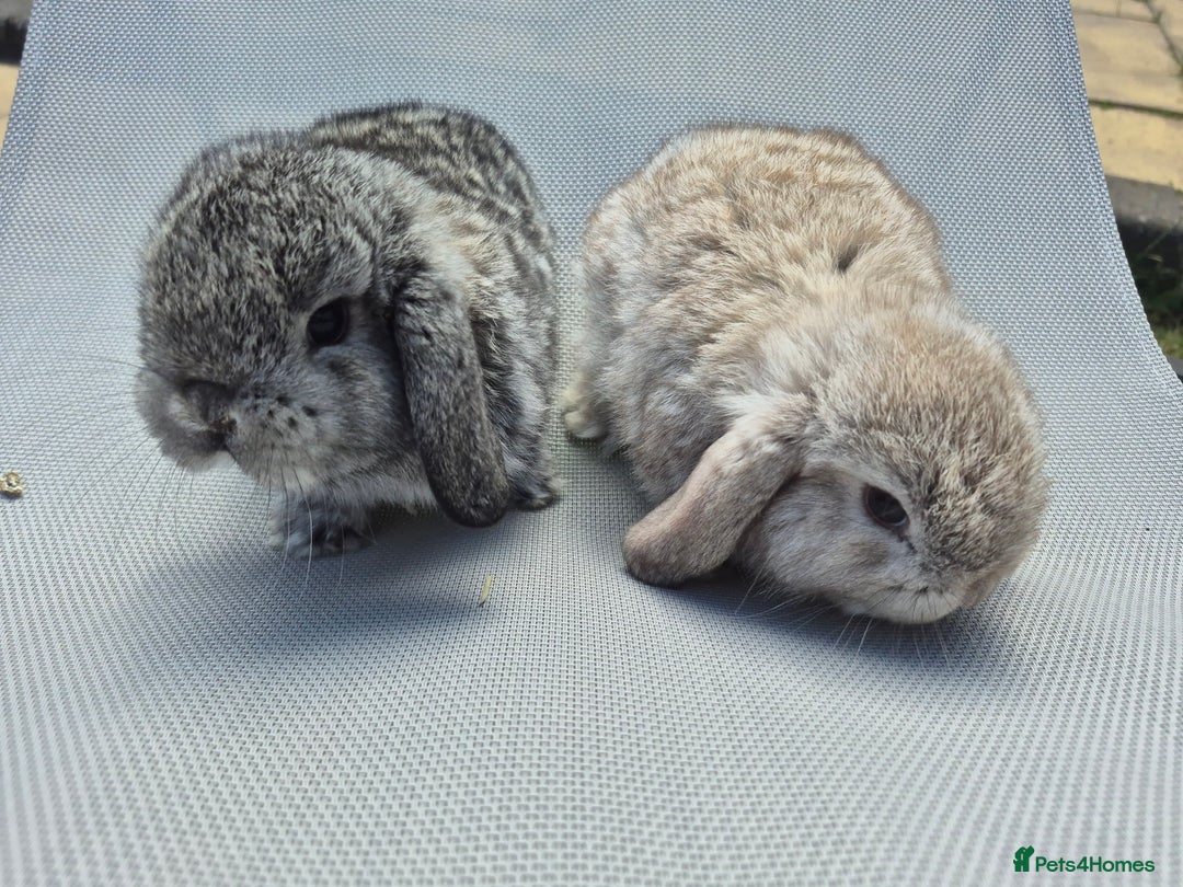 Mini Lop rabbits for sale: Beautifull  mini lop chinchilla  - Image 4