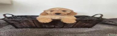 Cockapoo 1