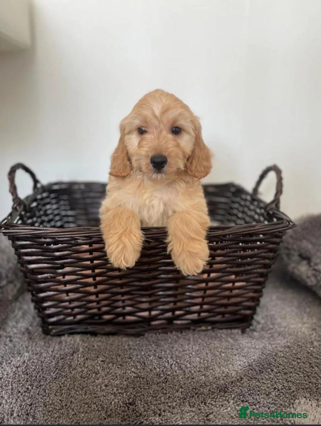 Cockapoo dogs for sale: Gorgeous Miniature Cockapoo Girls  in Manchester - Advert 2