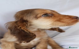 Cocker Spaniel dogs for sale: Championline Cocker Spaniel - Advert 27