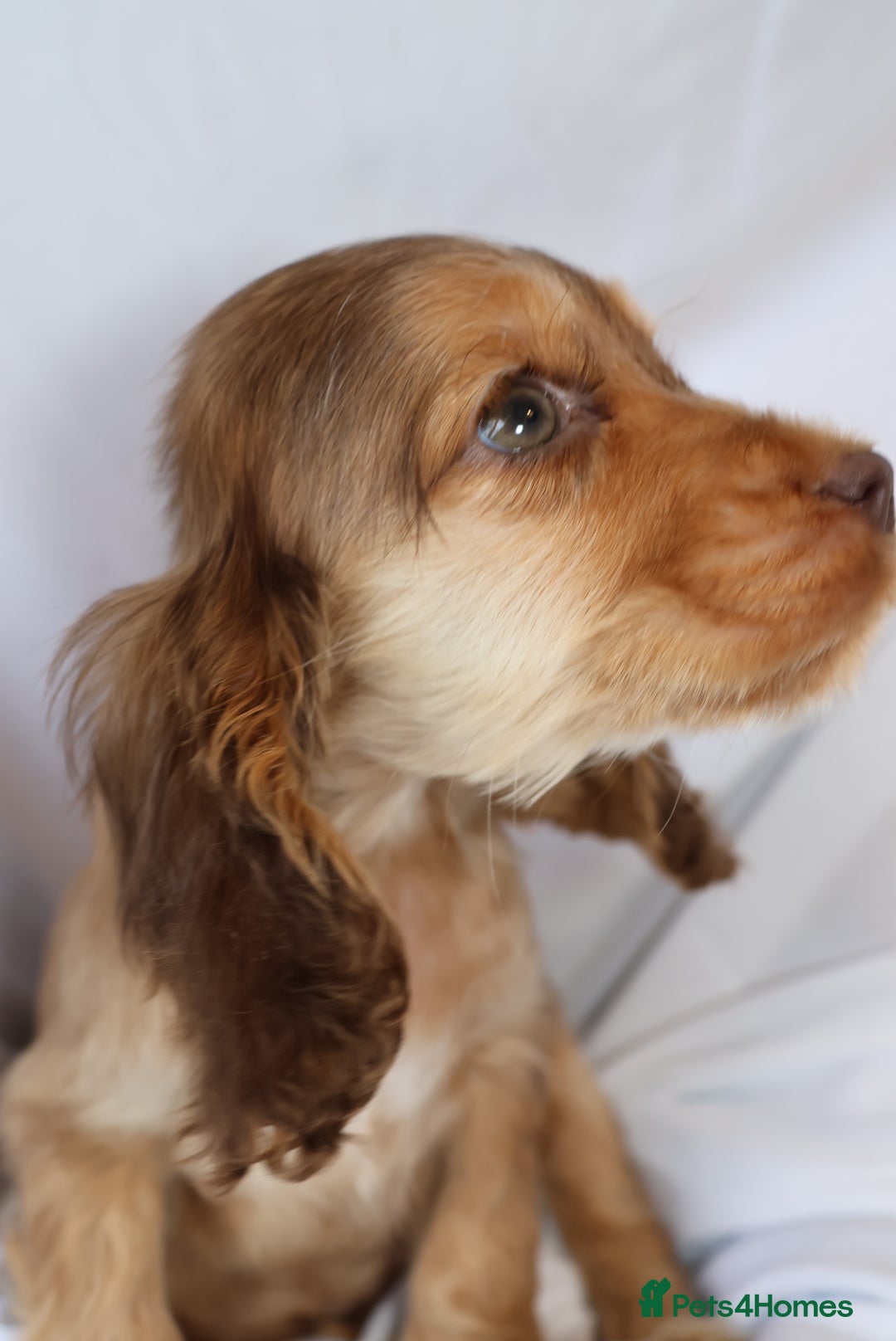 Cocker Spaniel dogs for sale: Championline Cocker Spaniel - Advert 27
