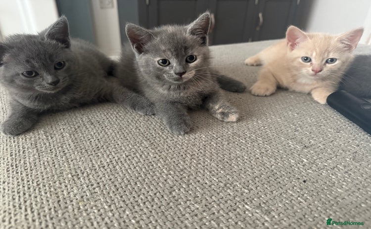 British Shorthair cats - Advert 16