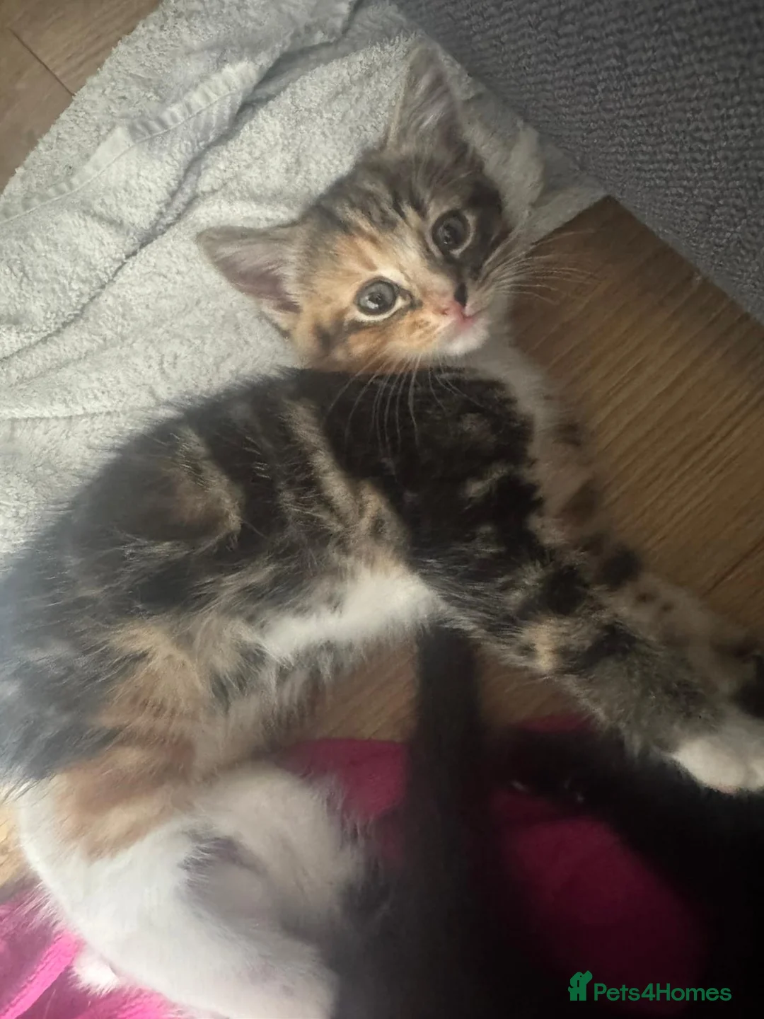 Mixed Breed cats for sale: Kittens ready now  - Advert 8