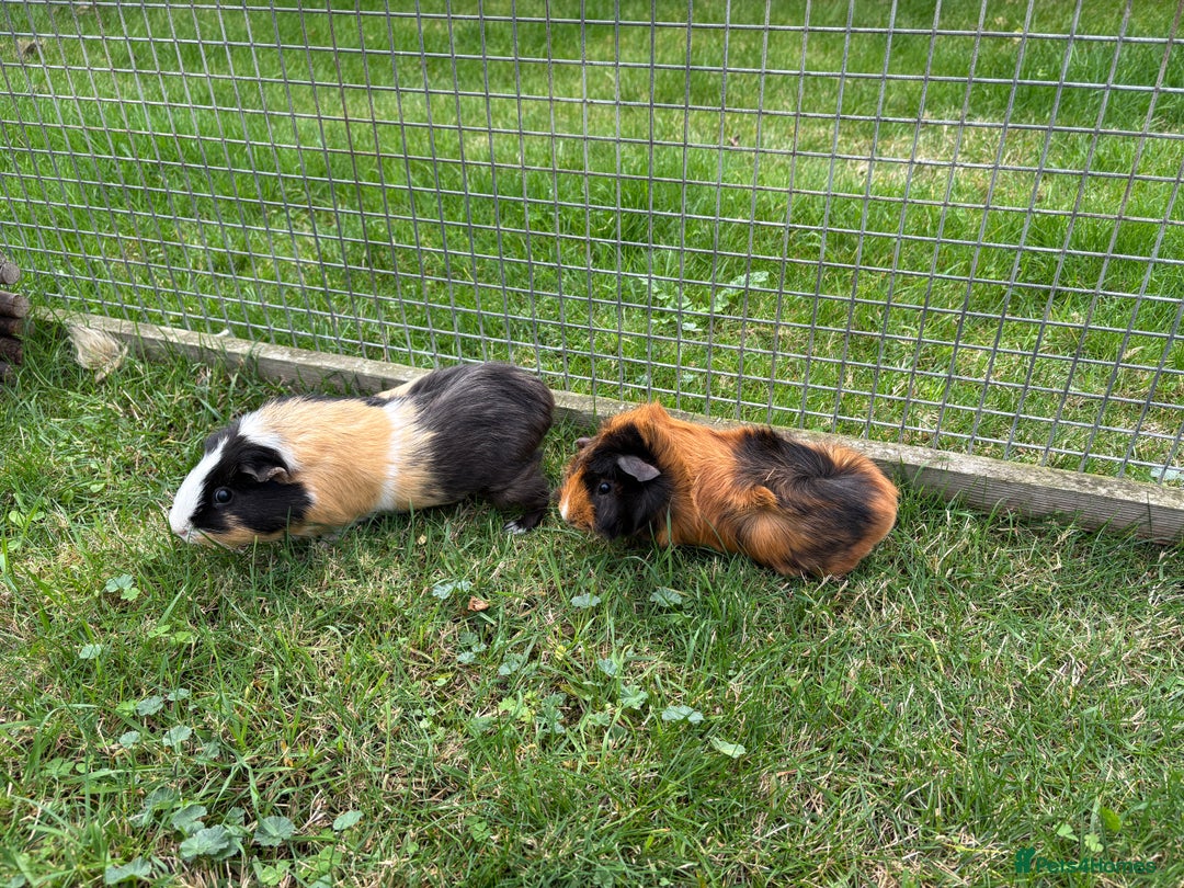 Guinea Pig rodents for sale: Female Guinea Pig  - Image 3