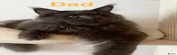 Maine Coon cats for sale: Champions- Bloodline Purebred Maine Coon Kittens - Advert 8